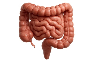 CISTIFELLEA E INTESTINO SONO COLLEGATI NEL DOLORE, SENZA SCRITTE E L'INTESTINO FALLO PERFETTO E REALISTICO, NON DISEGNATO iperrealistico 4k sticker