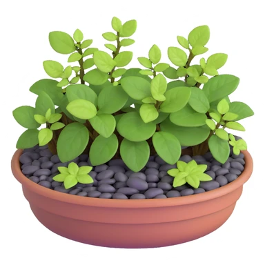 Miniature dish garden with young Plectranthus Verticillatus plants with perfectly round leaves arranged with small pebbles and moss sticker