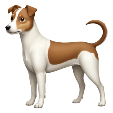 a full body large white parson russell looking dog the size of a kelpie with light brown ears and a light brown patch on one eye and a large snout sticker
