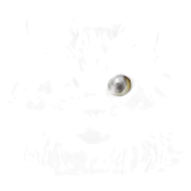 white with gray stripes maine coon cat sticker