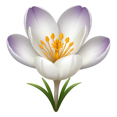 white crocus flower sticker
