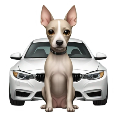 American Hairless Terrier with bmw sticker
