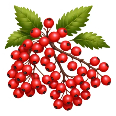 rowan/mountain ash berries sticker