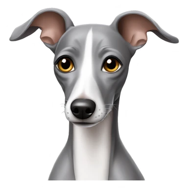 Grey Italian greyhound  sticker