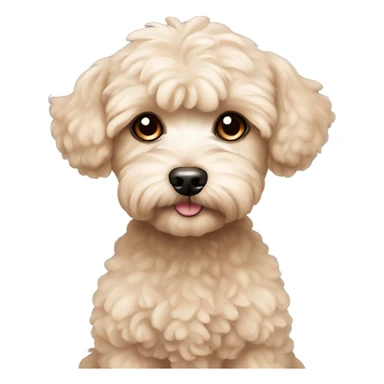 Dog maltipoo, beige color, pretty eyes  sticker