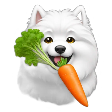 samoyed eating a carrot sticker
