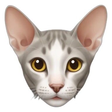 oriental shorthair cat sticker