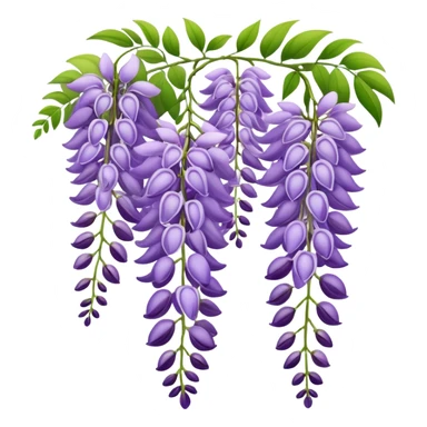 Elegant wisteria flower with cascading purple racemes hanging down and small green leaves sticker