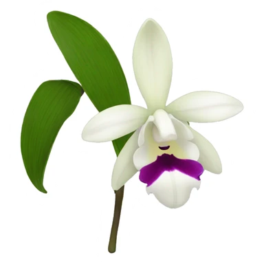 Dendrobium sticker