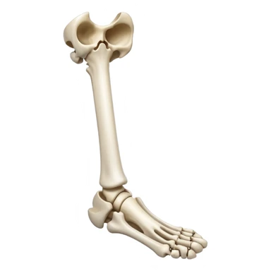 leg bone sticker