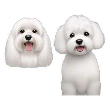 One white bichon Maltese next to a white bichon havanese with grey ears  sticker