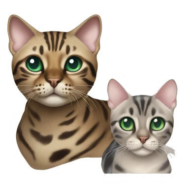 Seal Bengal cat with Blue eyes + charcoal Sepia bengal cat with Green eyes sitting  sticker