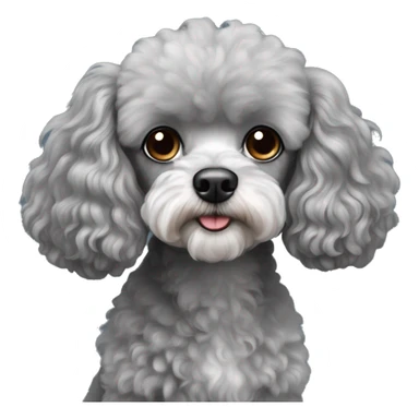 Mini grey cavalier poodle sticker