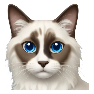 Ragdoll cat - dark brown face and ears, blue eyes, white nose, off white body and dark brown tail sticker