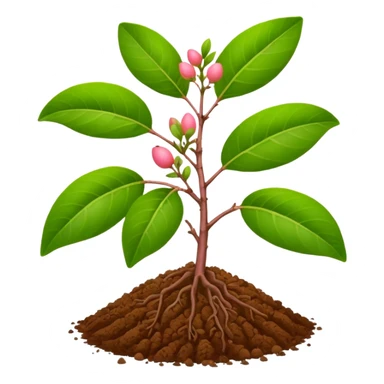 guava plant with ground sticker