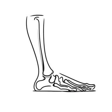 detailed foot skeleton diagram with labels sticker