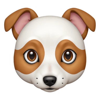 a fully white jack russell the size of a kelpie with a half white face sticker