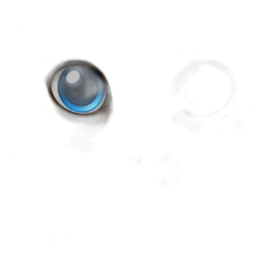 A very hairy brown ragdoll cat with blue eyes sticker