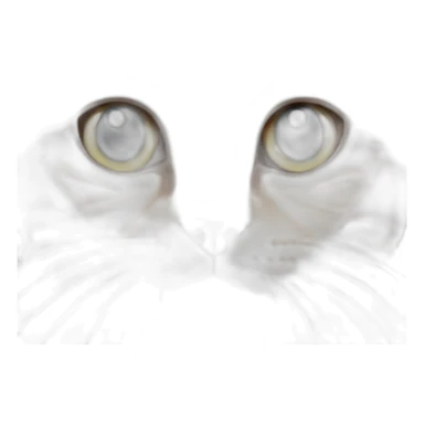 American–shorthair–cat sticker