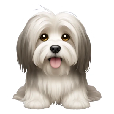 Havanese with long hair down to the floor sticker