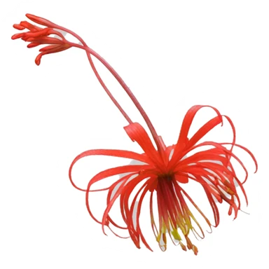 The Lycoris radiata flower sticker
