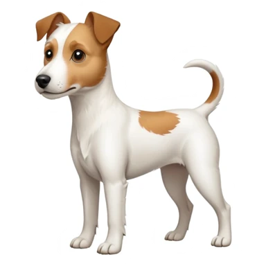 a full body large white parson russell terrier looking dog the size of a kelpie with light brown long ears and a light brown patch on one eye and a large snout sticker