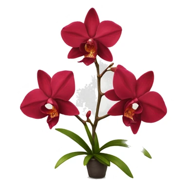 Red orchid only top sticker