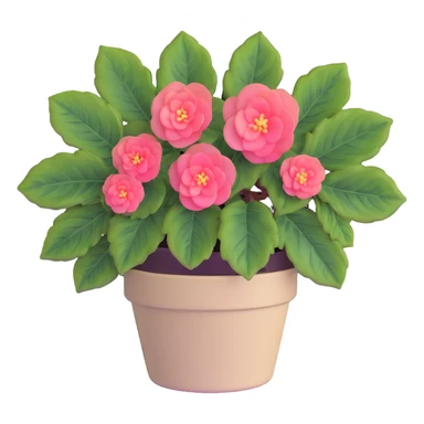 Begonia Rex with greenish-purple spiral center leaves in a beige pot sticker