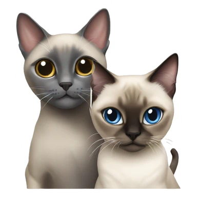Siamese cat playing with a British gray cat sticker