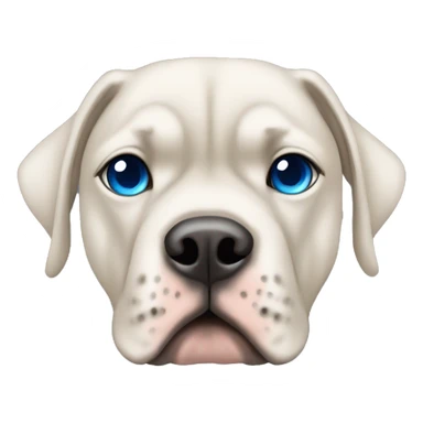 Cane Corso albinos with blue eyes sticker