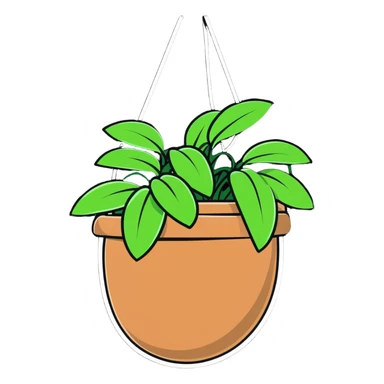 Plectranthus Verticillatus creeping charlie plant with trailing vines in a coconut fiber hanging basket sticker