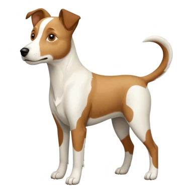 a full body large white parson russell looking dog the size of a kelpie with light brown ears and a light brown patch on one eye and a large snout sticker