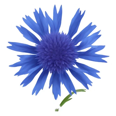 Cornflower sticker