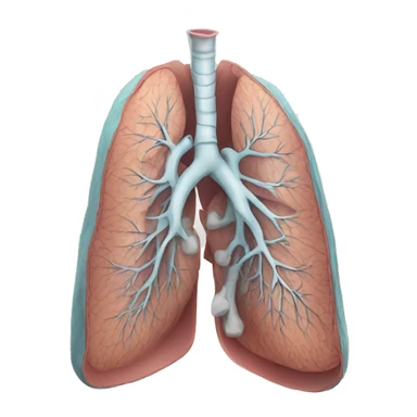 Lung anatomy  sticker