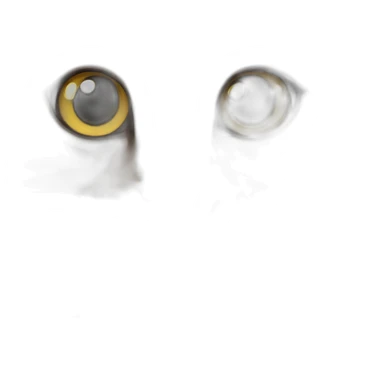 Norwegian forest cat sticker