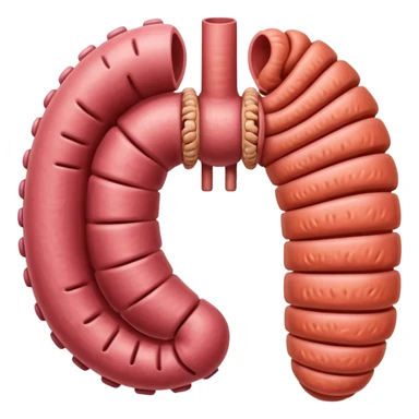 Create the small intestine and the large intestine sticker