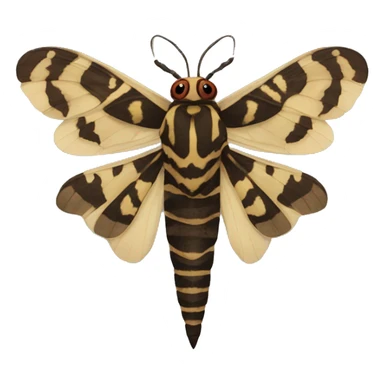 death head moth  sticker