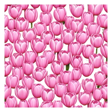 Heart of pink tulips  sticker