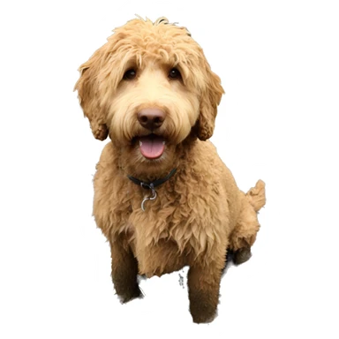 Golden doodle in mud sticker