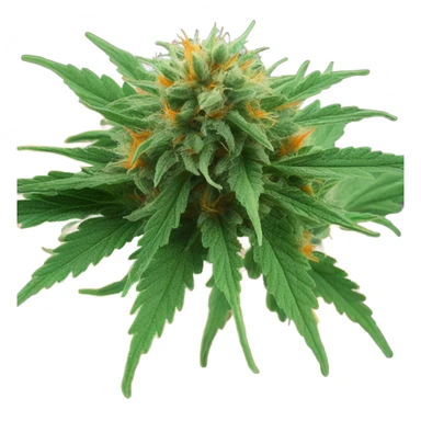 cannabis bud  sticker