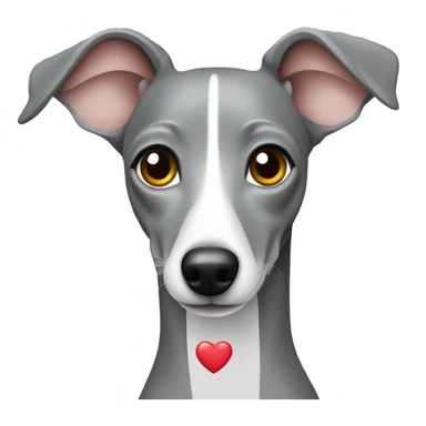 Grey Italian greyhound with heart sticker