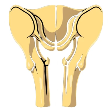 patella bone isolated, kneecap bone anatomical sticker
