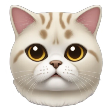 Exotic shorthair cat  sticker