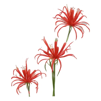 Red spider lily sticker