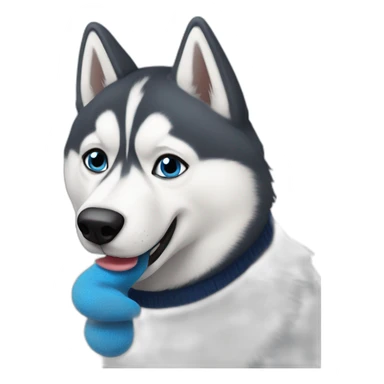 Confused husky biting a blue sock sticker