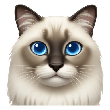 really fluffy Siamese cat blue eyes white paws sticker