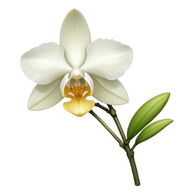 single white Dendrobium Orchid stem sticker