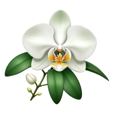 Elegant phalaenopsis moth orchid with white blooms and two visible green leaves at the base sticker