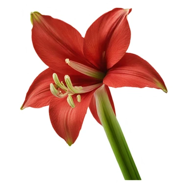 Amaryllis bloom sticker
