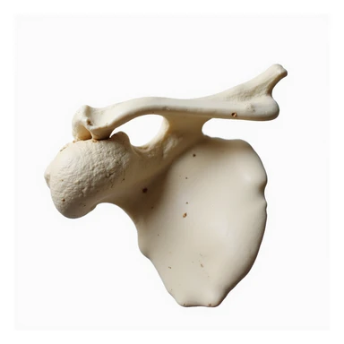 detailed left anatomical scapula, isolated on white background, realistic style, posterior view sticker